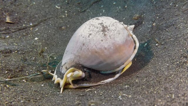 A large shelled snail called Grey Bonnet crawls over sandy seabed during day. Mantle party covered with sand.