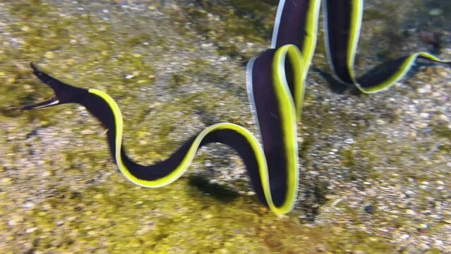 Juvenile ribbon eel outside of burrow performing wave-like movements of its long body that are reminiscent of the swinging of ribbons in rhythmic gymnastics. Medium shot showing front part.