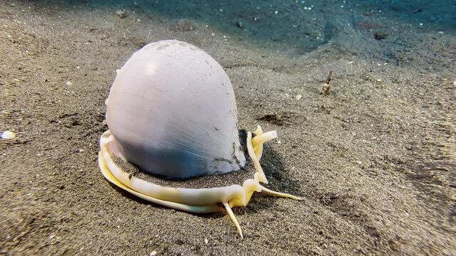 A large shelled snail called Grey Bonnet crawls over sandy seabed during day. In background  the trail of slime the slug created.