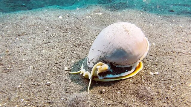 Grey Bonnet sea slug crawls over sandy seabed during day.