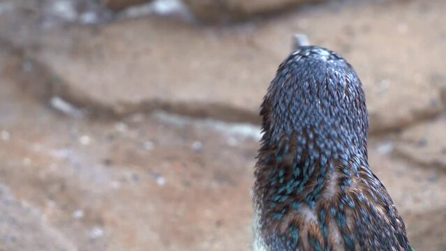 Close up portrait shot of an Australian little penguin, eudyptula novaehollandiae, also known as fairy penguin, curiously wondering around its surroundings and calling for its mates.
