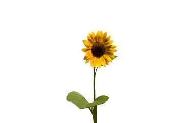 Isolated image of sunflower on transparent background png file.