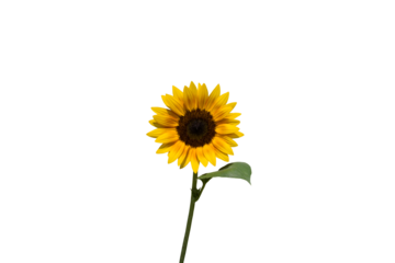 Isolated image of sunflower on transparent background png file.