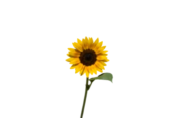 Deurstickers Isolated image of sunflower on transparent background png file. © Warawut