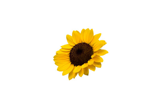 Isolated image of sunflower on transparent background png file.