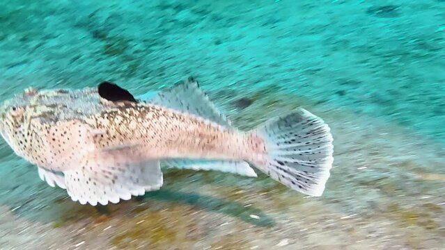 Whitemargin Stargazer swims close to ocean floor and burrows to lurk for prey. The long tongue used when hunting appears briefly. Shot during daytime