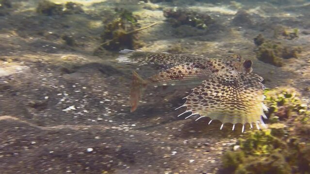 Flying Gurnard crisscrosses over seabed at shallow depths with wings spread. Sunbeams cause reflections on sand. Medium shot.