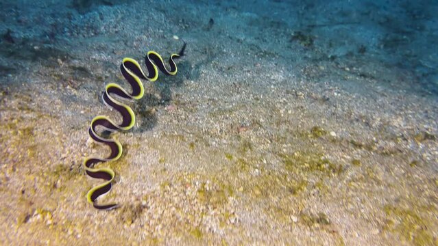 Juvenile ribbon eel outside of burrow swimming freely in the water. Performs wave-like movements of its long body that are reminiscent of the swinging of ribbons in rhythmic gymnastics. Long shot.