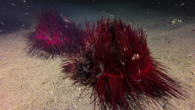 Two radiant sea urchins move across seabed at night while emitting clouds of sperm. During this act of reproduction, countless fish hide between their spines to escape predators. View from behind.