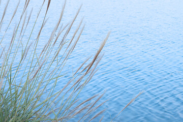 grass and water