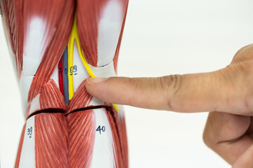 Physiotherapist explaining muscle injury to athlete.Doctor explains the musculoskeletal system of office syndrome and pointing to the muscle model on white background.Medical education concept.