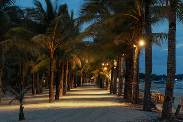 Palms trees at sunset