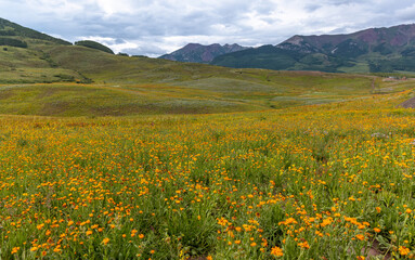 Beautiful wildflower meadow in Crested Butte, Colorado