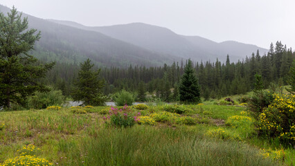 Scenic landscape of wildflower meadow in Colorado.