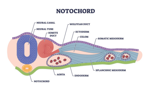 Notochord as cartilaginous skeletal rod with structure outline diagram. Labeled educational biology scheme with inner parts of chordate organism development stage formation vector illustration.