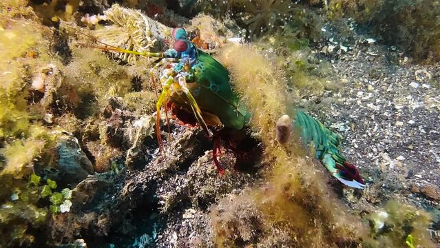 Male peacock mantis shrimp scurries between coral and algae. Carapace hast bright greenish color.