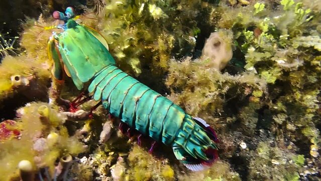 Male peacock mantis shrimp scurries between coral and algae. Carapace hast bright greenish color.  View from above.