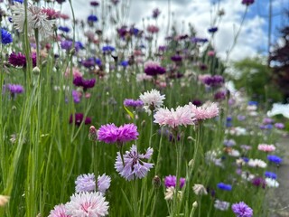 Obraz premium Button Flowers