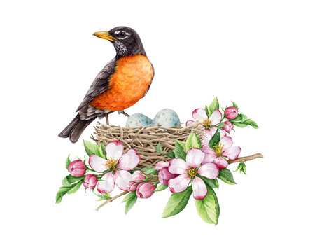 American robin on the nest with tender spring flowers decor. Watercolor illustration. Realistic spring nature hand drawn element. Forest and garden robin bird bird with egg laying in the nest