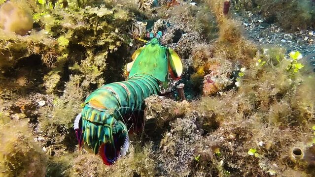 Male Peacock mantis shrimp completely out of burrow. Scans surroundings rotating stalk eyes on top of a coral reef. Medium shot during day.