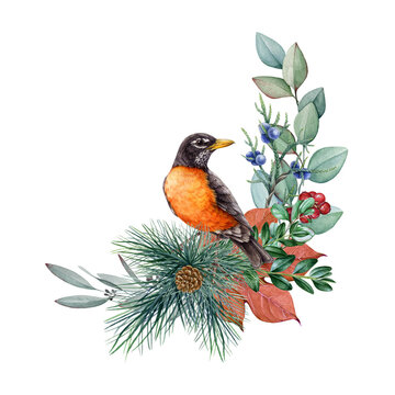 Floral natural decor with american robin bird. Watercolor vintage style illustration. Hand drawn robin bird, pine, eucalyptus, berries decoration. Natural floral decor. White background