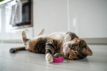 Playful cat having fun with catnip ball toy. Furry pets favourite pastime. Fluffy multicolour kitty wrinkles muzzle with pleasure lying on kitchen floor. Love house animals. Best for pets. - obrazy, fototapety, plakaty