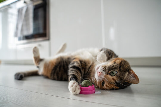Playful cat having fun with catnip ball toy. Furry pets favourite pastime. Fluffy multicolour kitty wrinkles muzzle with pleasure lying on kitchen floor. Love house animals. Best for pets.