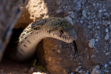 A sinister looking, Sonoran gopher snake, Pituophis catenifer affinis, slithering out of a round-tailed ground squirrel burrow, tongue out, while on the hunt in the Sonoran Desert. Tucson, Arizona.