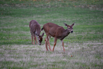 Deer in the park