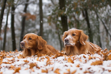 two golden retriever dogs lay in the snow