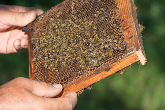 Honey frame with bees in the hands of a beekeeper.
