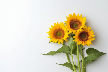 Obraz premium three sunflowers on a white surface, in the style of minimalist backgrounds