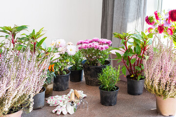 Planting autumn flowers in pots, decorating a balcony or terrace in autumn, heather and chrysanthemums, rosemary and pepper, impatiens