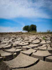 Dried cracked earth ground in the desert and green tree and grass in the background.  Photo from the phone. Background, wallpaper,  ground texture