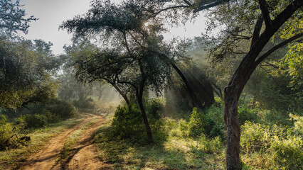 Morning in the jungle. Trees in the fog. The rays of the sunshine through the branches. A dirt safari road winds through the forest. India. Sariska National Park.