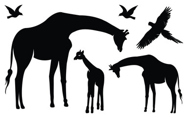 Silhouette giraffes and flying birds. Silhouette Animals Collection