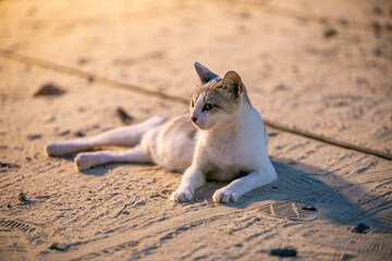 Fototapeta na wymiar cat on the beach