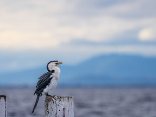Pied Cormorant