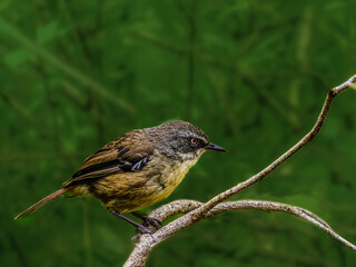 Tree Creeper Close