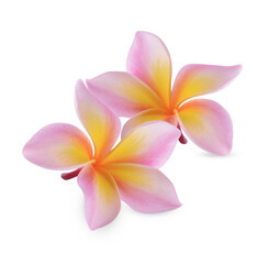 plumeria rubra flower isolated on transparent background (.PNG)
