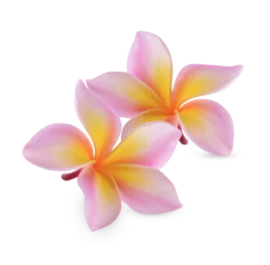 Deurstickers plumeria rubra flower isolated on transparent background (.PNG) © sathit