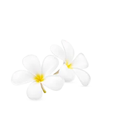 Selbstklebende Fototapeten White plumeria flower blooming isolated on transparent background (.PNG) © sathit