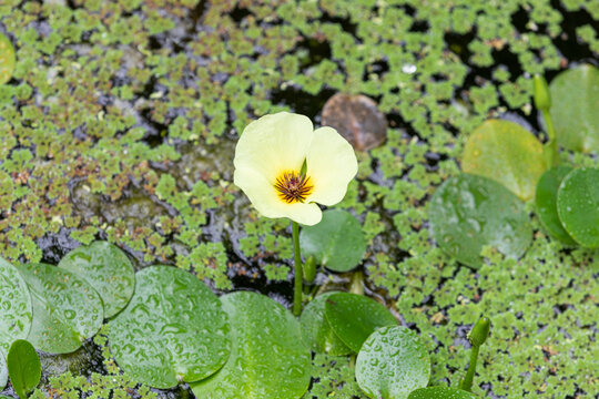 A water poppy with yellow petals blooming among the lotus leaves in the pond. Hydrocleys nymphoides