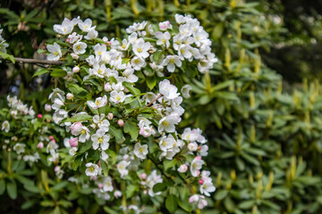 Fototapeta premium flowers