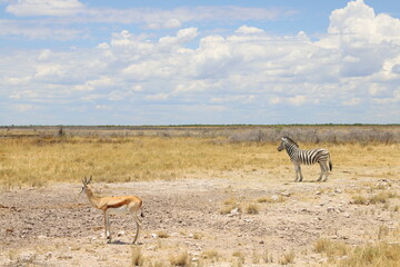 Naklejka na ściany i meble Etosha National Park: Game Safari Tour – Springbok & Zebra