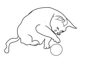 cat is playing ball