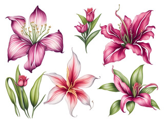 set of watercolor lily on transparent background, generative ai