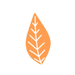 leaf isolated on white