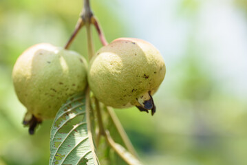 Fresh guava fruit on tree in organic garden