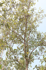 Laguncularia racemosa tree plant near of sea beach